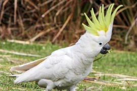 Chiêm ngưỡng những loài vẹt độc đáo nhất thế giới