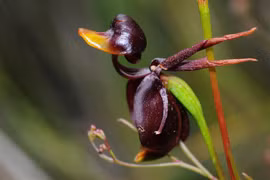 Loài hoa có hình thù khiến ai nhìn cũng há hốc mồm kinh ngạc