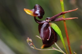 Loài hoa có hình thù khiến ai nhìn cũng há hốc mồm kinh ngạc