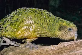 Loài chim ngu ngốc nhất thế giới: Đôi cánh chỉ là vật trang trí