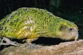 Loài chim ngu ngốc nhất thế giới: Đôi cánh chỉ là vật trang trí