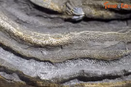 Ngắm hóa thạch quý được đề cử Bảo vật quốc gia Việt Nam