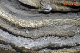 Ngắm hóa thạch quý được đề cử Bảo vật quốc gia Việt Nam