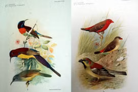 Bộ tranh kỳ thú về các loài chim ở Đông Dương năm 1931