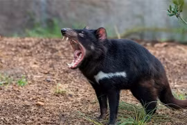 'Sát thủ' ăn thịt tuyệt chủng sau 3.000 năm bỗng ‘hồi sinh’ 