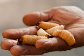 Những sự thật cực thú vị về con đuông dừa ở Việt Nam