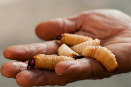 Những sự thật cực thú vị về con đuông dừa ở Việt Nam