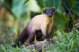 12 loài chồn thú vị nhất Việt Nam: Một loài trông như lợn rừng 