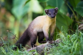 12 loài chồn thú vị nhất Việt Nam: Một loài trông như lợn rừng 