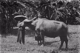 Ảnh lý thú về con trâu ở Việt Nam một thế kỷ trước