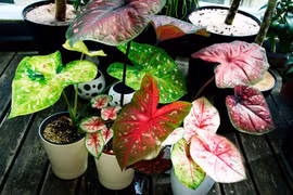 Top 20 loài cây cảnh có lá cực đẹp và độc đáo