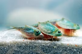 Khả năng sống sót tài tình giữa sa mạc của loài tôm “hóa thạch sống"