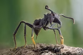 Loài côn trùng nhỏ nhưng lại có vết cắn đau đớn nhất hành tinh