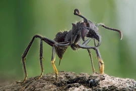 Loài côn trùng nhỏ nhưng lại có vết cắn đau đớn nhất hành tinh