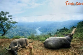 Vẻ đẹp của cung đường Mường Khương - Bắc Hà 