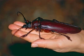 Tận mục những loài xén tóc ấn tượng nhất quả đất