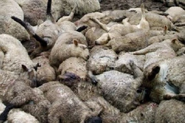 Động vật tự sát hàng loạt, khoa học loay hoay tìm lời giải