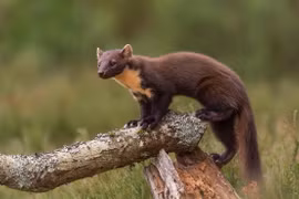 Cận cảnh các loài chồn thú vị nhất thế giới: Có loài nhìn như gấu! 