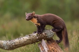 Cận cảnh các loài chồn thú vị nhất thế giới: Có loài nhìn như gấu! 