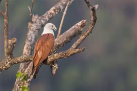Việt Nam có loài chim săn mồi đỉnh cao: Vẻ ngoài đẹp như tượng tạc