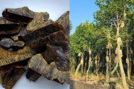 Kỳ thú loại cây đắt đỏ nhất thế giới nhờ được tiêm chất... độc