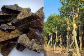 Kỳ thú loại cây đắt đỏ nhất thế giới nhờ được tiêm chất... độc