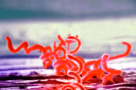 Động trời vụ Mỹ truyền bệnh giang mai cho tù nhân Guatemala 