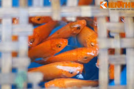 Tiết lộ bất ngờ về tục thả cá chép ngày 23 tháng Chạp