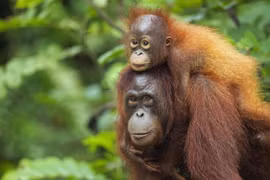 Sốc nặng về sinh vật giống con người 98% ở Đông Nam Á