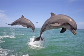 Cá heo cũng dùng “baby talk” để định vị