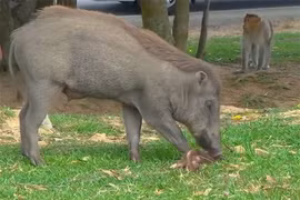 Video: Kinh hoàng cảnh cảnh heo rừng sát hại khỉ con