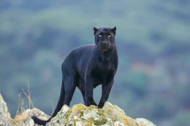 Sự thật bất ngờ ít người biết về loài báo đen tuyền