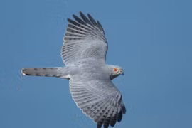 Điểm danh những loài chim săn mồi dũng mãnh nhất Việt Nam