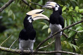 Vẻ ngoài gây choáng của chim hồng hoàng: Việt Nam có 6 loài