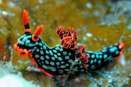 Đắm chìm trong thế giới siêu thực của các loài sên biển