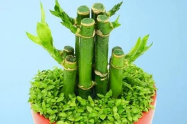 Trúc phát tài nên trồng bao nhiêu cây trong nhà để hút lộc? 