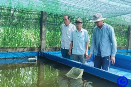 Anh nông dân Tiền Giang tự trả lương cao 20-25 triệu/tháng nhờ nuôi cá kiểng