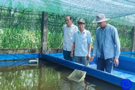 Anh nông dân Tiền Giang tự trả lương cao 20-25 triệu/tháng nhờ nuôi cá kiểng