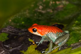 Vẻ đẹp chết chóc của các loài ếch phi tiêu độc nhất thế giới