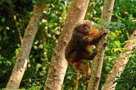 Điểm danh trọn bộ các loài linh trưởng quý hiếm của Việt Nam (1)