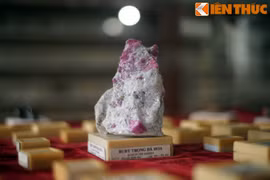 Bảo tàng độc lạ ít người biết ở trung tâm Sài Gòn