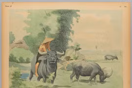 Tranh màu chân thực về cuộc sống xưa ở vùng nông thôn Nam Bộ 