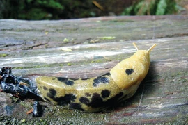 Cận cảnh các loài ốc sên nổi tiếng nhất thế giới