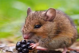 Những con giáp càng chi tiêu nhiều, bạn càng giàu to