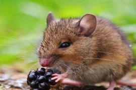 Những con giáp càng chi tiêu nhiều, bạn càng giàu to