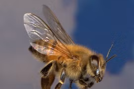 Loài ong nguy hiểm nhất thế giới... ong vò vẽ phải gọi bằng cụ