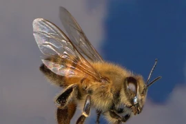 Loài ong nguy hiểm nhất thế giới... ong vò vẽ phải gọi bằng cụ