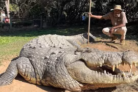 Tận mục cá sấu già nhất TG, cha của 10.000 cá sấu con 