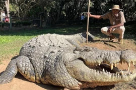 Tận mục cá sấu già nhất TG, cha của 10.000 cá sấu con 