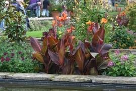 Vẻ đẹp khó cưỡng của loài chuối đỏ như máu, nổi bần bật 